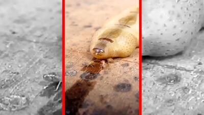  فیلم ملکه موریانه با طول عمر ۵۰ سال