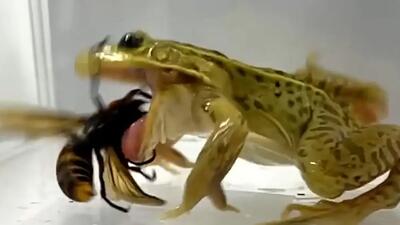  فیلم مقاومت خارق العاده قورباغه در برابر زهر زنبور