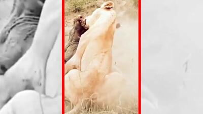  فیلم لحظات نفس گیر شکار گراز توسط شیر ماده
