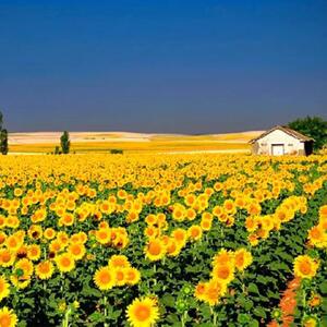  دلت بسوزد برای رویاهایت، راه خودش باز می‌شود تا سختی‌ها پلی به موفقیت‌اند