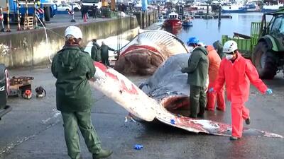  فیلم / نهنگ عظیم الجثه در سواحل اسپانیا به گل نشست