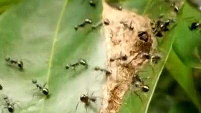  فیلم رفتار اجتماعی و دفاعی مورچه های زنگوله ای