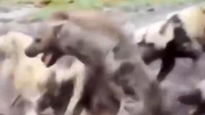  فیلم تلاش کفتار برای فرار از محاصره سگهای وحشی