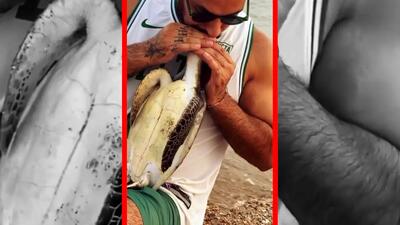  فیلم احیا لاکپشت آبی با تنفس مصنوعی