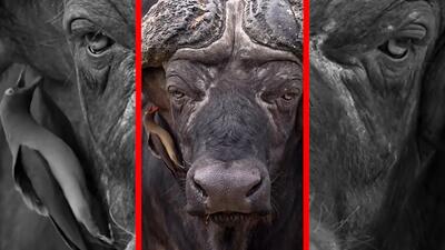  فیلم همزیستی جالب پرنده و گاومیش در طبیعت