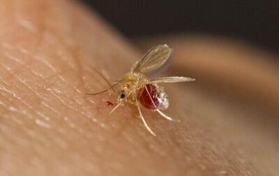 ۱۱۳۳ نفر در کشور به تب دنگی مبتلا شدند