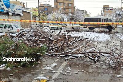 از تولد نوزادان در آمبولانس تا افزایش ۳۰ درصدی گازگرفتگی‌ها در خراسان‌رضوی | سربلندی امدادگران در آزمونی دشوار