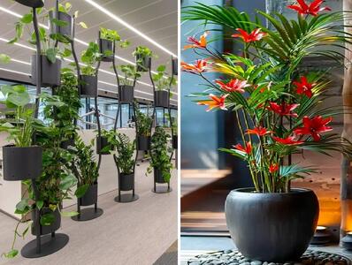  گیاهان آپارتمانی مناسب محل کار و پذیرایی های بزرگ؛ جلا و جبروت دیدنی بدون نگهداری خاص