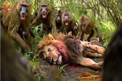  مستند حیات وحش؛ بابون های وحشی شیر رو به ذلت و رقت انداختند