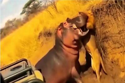  مستند حیات وحش؛ اسب آبی عین گیوتین سر شیر میزنه