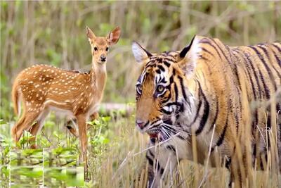  مستند حیات وحش؛ خانواده آزمند ببر کمین گذاشتن برای گله آهو