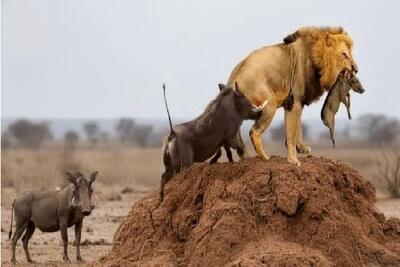  مستند حیات وحش / گراز آفریقایی در جنگی حماسی برای نجات گله