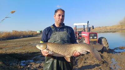  آغاز برداشت ماهیان گرمابی در اردبیل