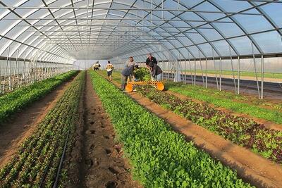  شهرک کشاورزی اردبیل با ۱۶۰ هکتار اجرایی می‌شود