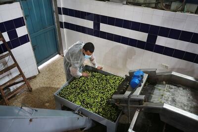  استان زنجان تنها ۹ واحد بسته‌بندی زیتون دارد