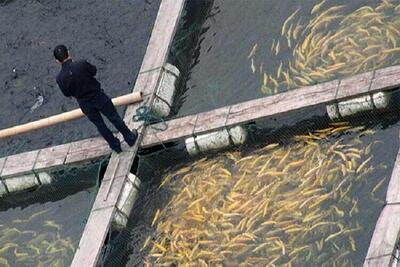  برداشت بیش از ۲ هزار تن ماهی گرمابی از مزارع آبی پارس‌آباد آغاز شد