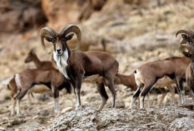 احیای تالاب هشیلان با مدیریت آب؛ انسداد 132 چاه غیرمجاز در کرمانشاه - تسنیم