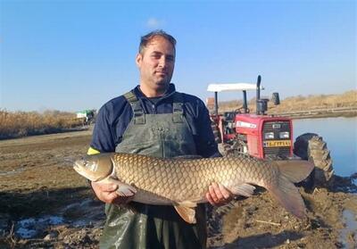 تولید 2500 تن ماهیان گرمابی در پارس‌آباد - تسنیم