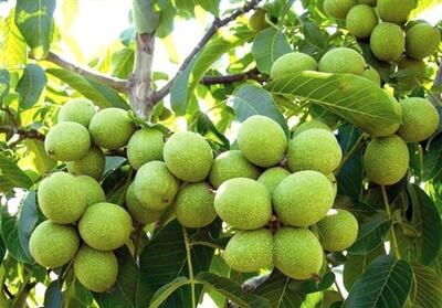 این نهال گردو حتی در مناطق کم آب 10 تن در هکتار بار میدهد - تسنیم