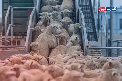 قیمت دام زنده امروز ۳۰ آذر 1404 + جدول