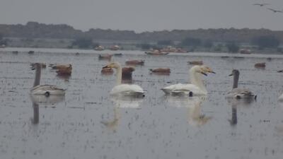  پارک ملی بوجاق، میزبان نخستین گروه قو‌ها و غاز‌های مهاجر
