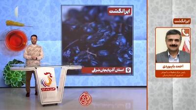  ویژگی‌های فوق العاده زرشک سیاه + فیلم