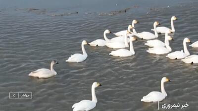  آبگیری تالاب بین المللی کانی برازان + فیلم