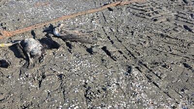  مرگ و میر باکلان‌ها در سواحل چابکسر