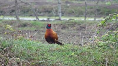  افزایش جمعیت قرقاول‌ها در پارک ملی بوجاق