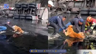  عملیات نجات سگ گرفتار در قیر داغ پس از واژگونی کامیون + ویدیو