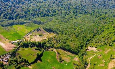 هیرکانی زیر تیغ قاچاق و ویلاسازی/ جنگل‌های ایران آب می‌رود!