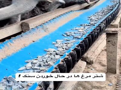  شترمرغ ها سنگ میخورند !