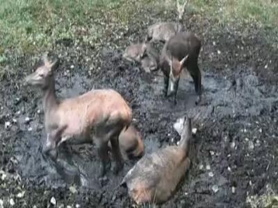  گوزن ها هم بر سر جا دعوا می کنند!
