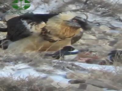 ثبت یک صحنه کم‌نظیر در حیات‌وحش ایران؛ هما میهمان عقاب شد، به صرف خوراک بره!