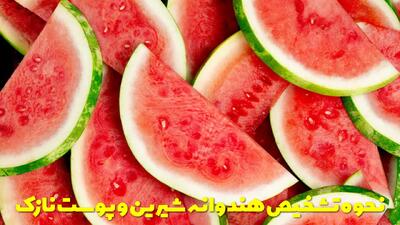  نحوه تشخیص هندوانه شیرین، رسیده و قرمز | تشخیص هندوانه پوست نازک