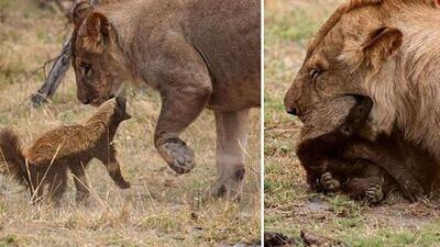 شیر ایران و راسوی اسراییل !