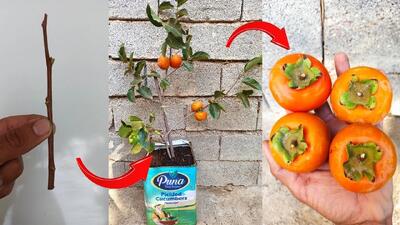  آموزش کاشت خرمالو در خانه / خرمالوی شیرین و بدون دانه بکار