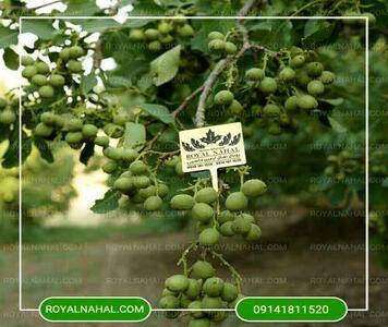  گردو رویال، دیرگل ترین و پربارترین گردو خوشه‌ای جهان