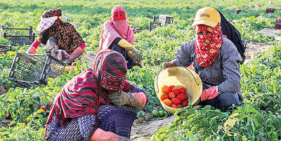  سه تهدید قطب کشاورزی ایران