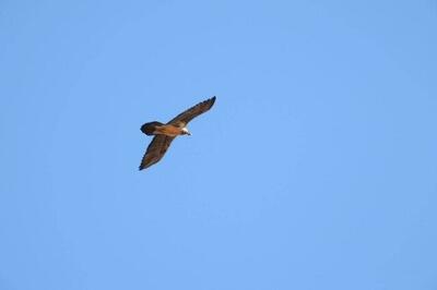 ببینید/ پرواز ۲ بهله همای نابالغ در پارک ملی صیدوا