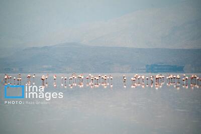 تصاویر: تولد دوباره دریاچه مهارلو؛ بازگشت فلامینگوها با بارش‌های پاییزی