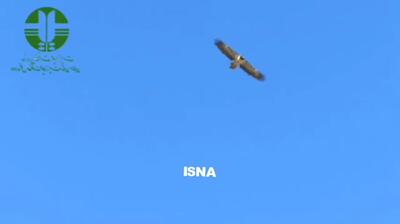 پرواز ۲ همای سعادت در پارک ملی صیدوا