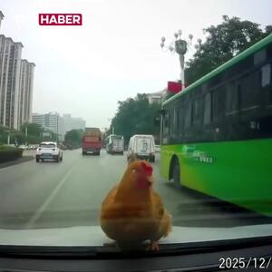 فرود یک مرغ روی خودروی در حال حرکت!