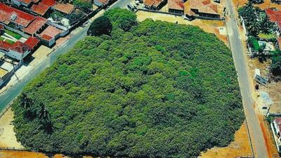  درختی در برزیل شبیه یک جنگل کامل است - گیمفا