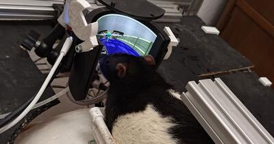 دانشمندان به موش‌ها DOOM بازی کردن را یاد داده‌اند