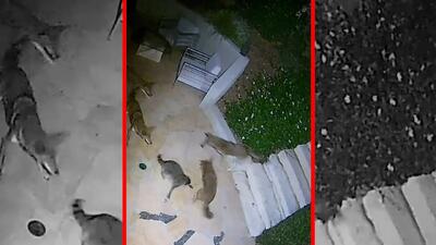 جدال شجاعانه یک راکون با پنج کایوت | ویدئو