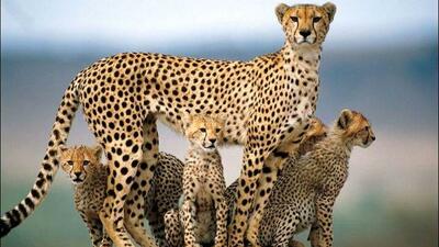 فوتبال و یوزپلنگ: پیوندی الهام‌بخش