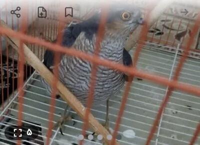  دستگیری فروشنده پرنده شکاری در پلتفرم مجازی در قم