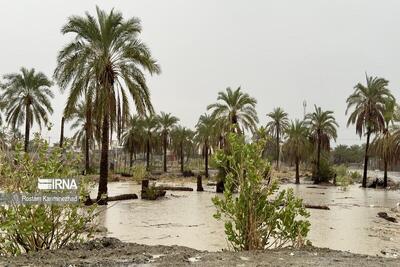 سیل آذرماه بیش از ۱۱ همت به بخش کشاورزی خسارت زد