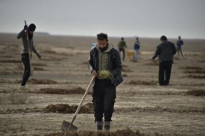  کاشت ۵۸۰ هزار نهال مرتعی در گلستان با مشارکت مردم